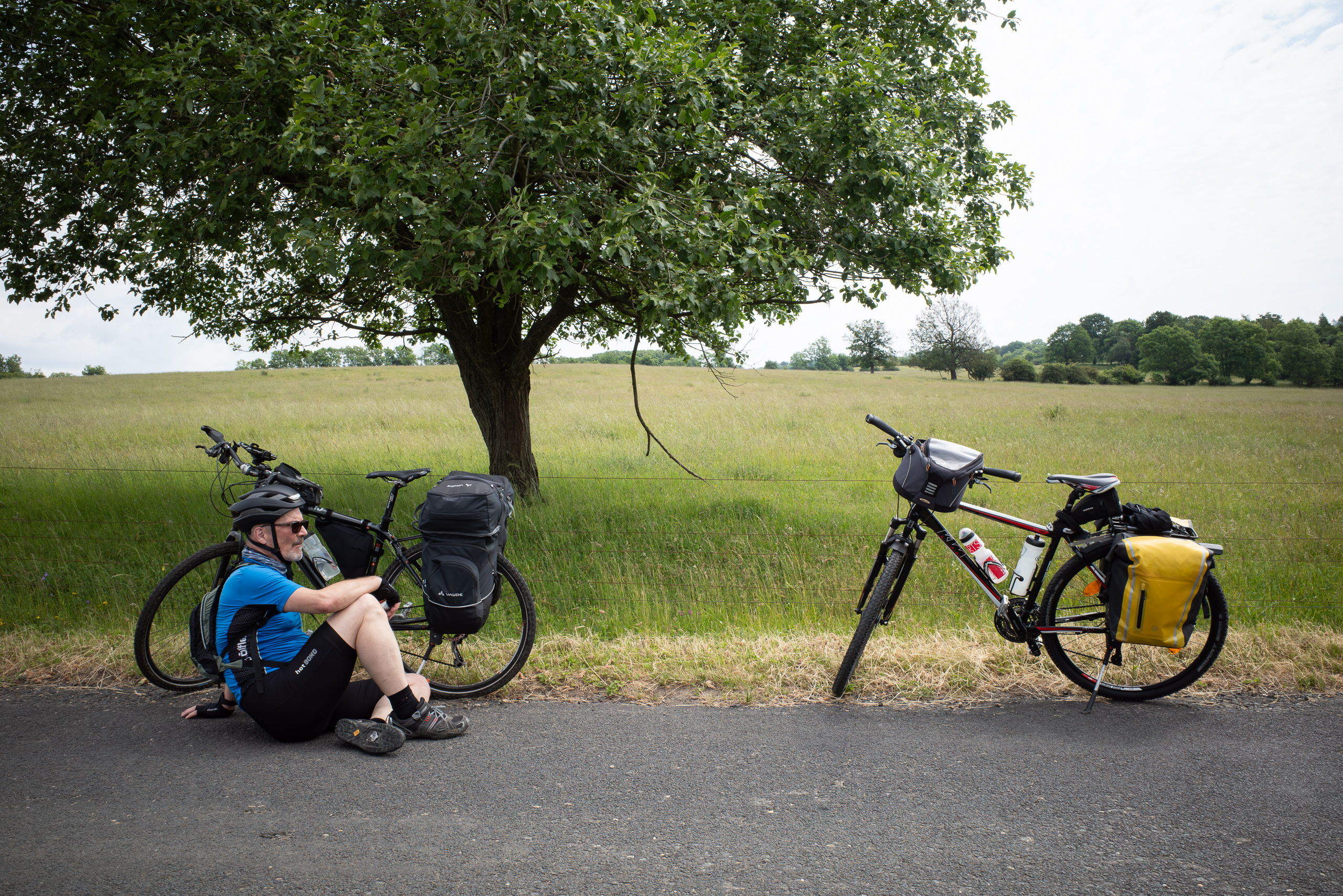 Wilde Rosen am Wegesrand